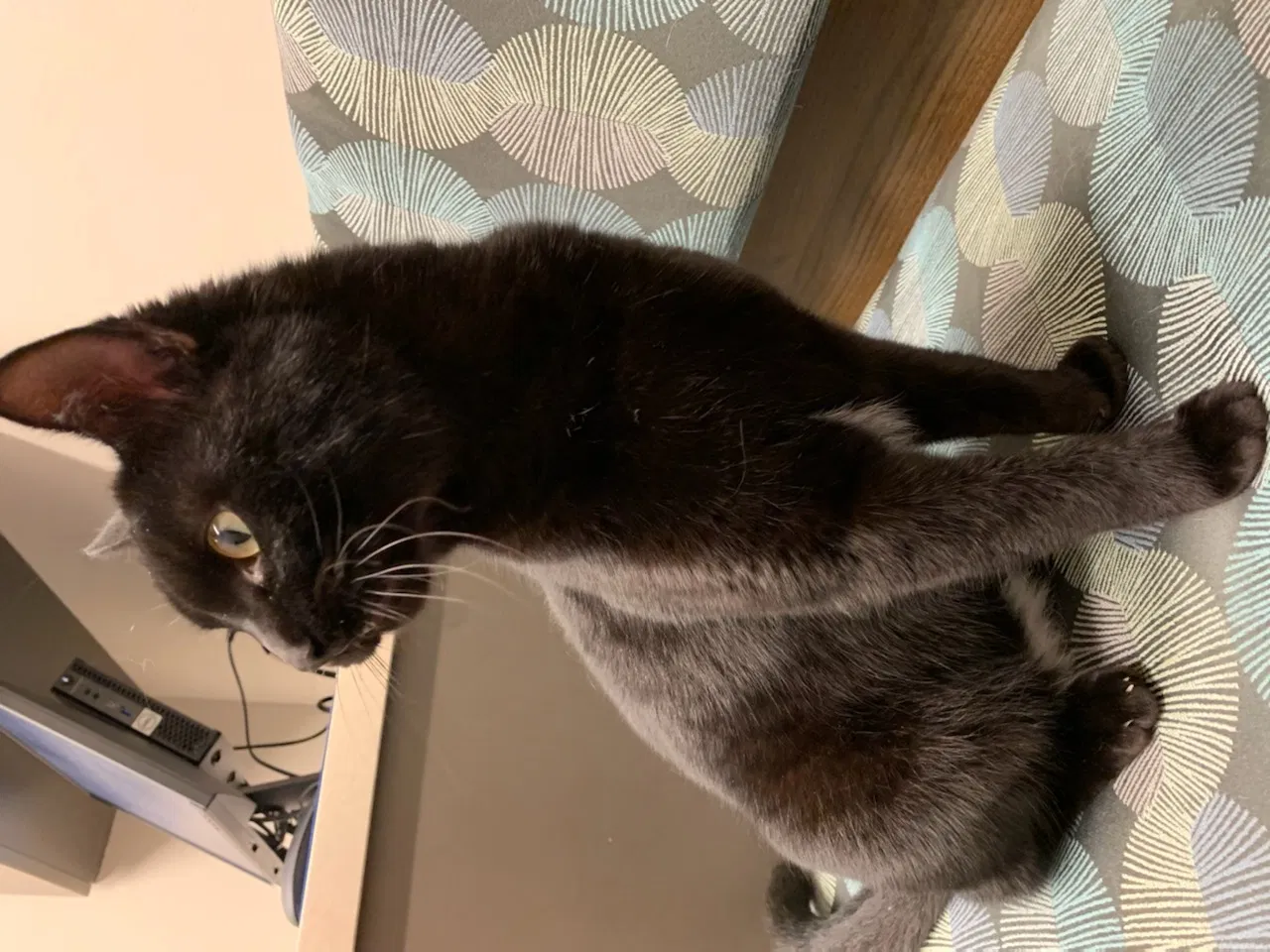 Lost cat in Helotes, TX, 78023