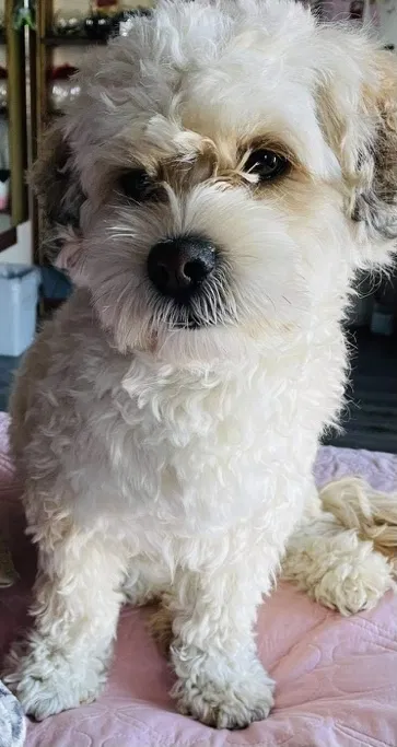 Lost dog in Pittsburg, CA, 94565