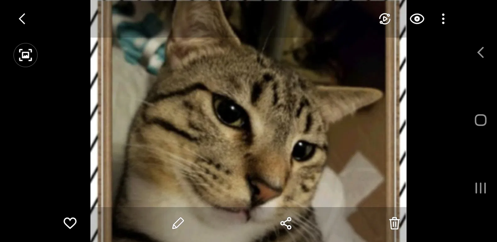 Lost cat in Oklahoma City, OK, 73159