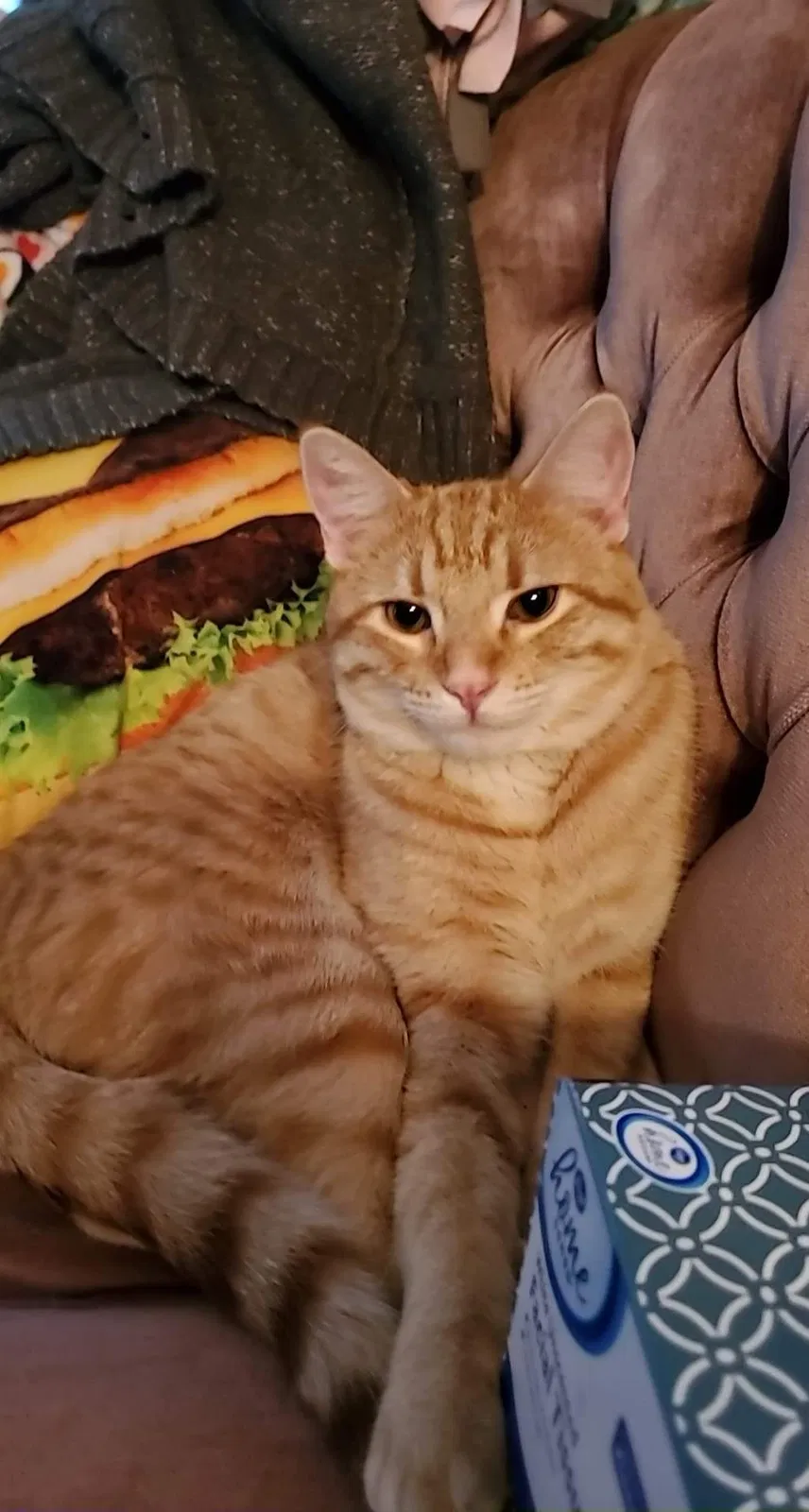 Lost cat in Dayton, OH, 45410