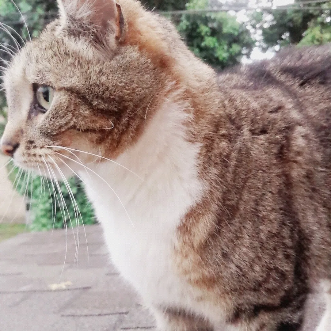 Lost cat in Everett, WA, 98201