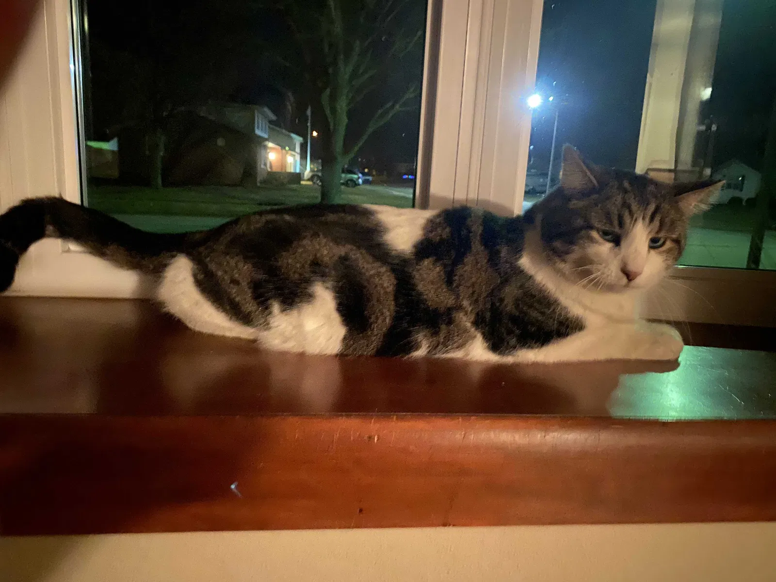 Lost cat in Springfield, IL, 62702