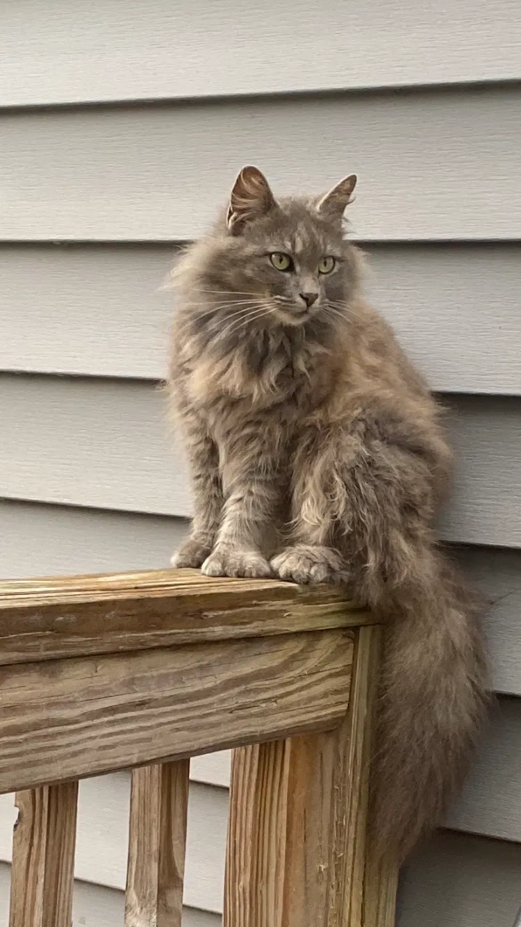 Lost cat in Hope Mills, NC, 28348