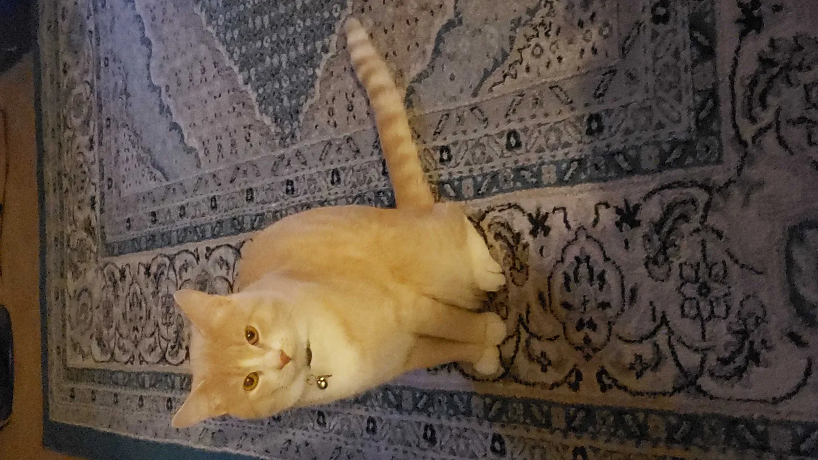 Lost cat in Garden Grove, CA, 92841