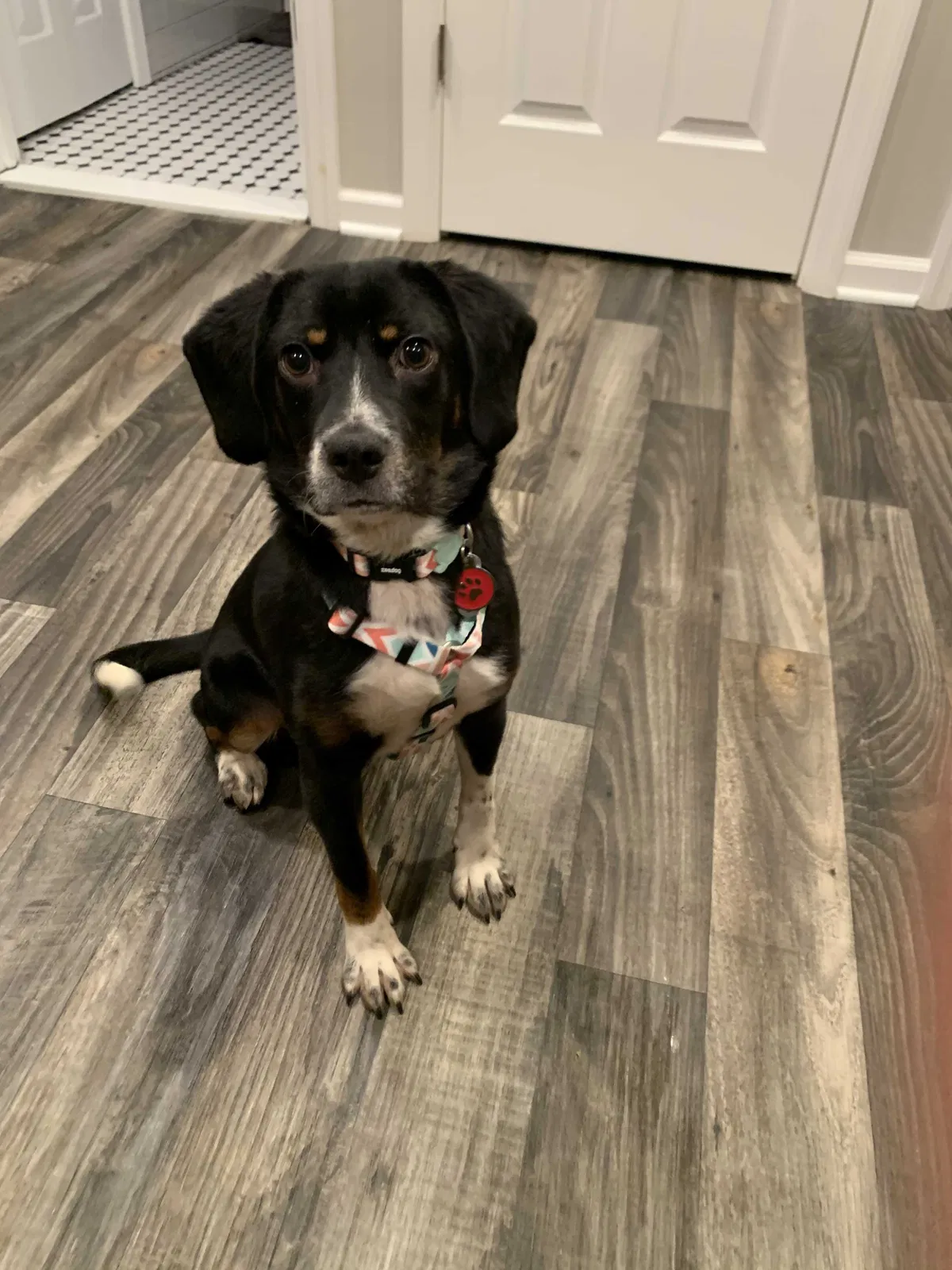 Lost dog in Jersey City, NJ, 7304