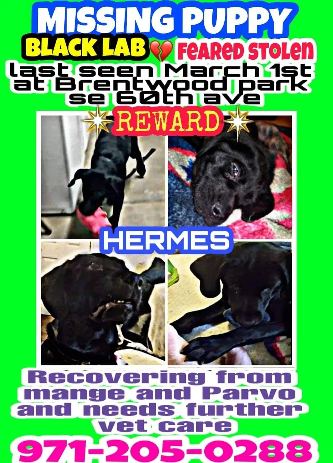 Lost dog in Portland, OR, 97206
