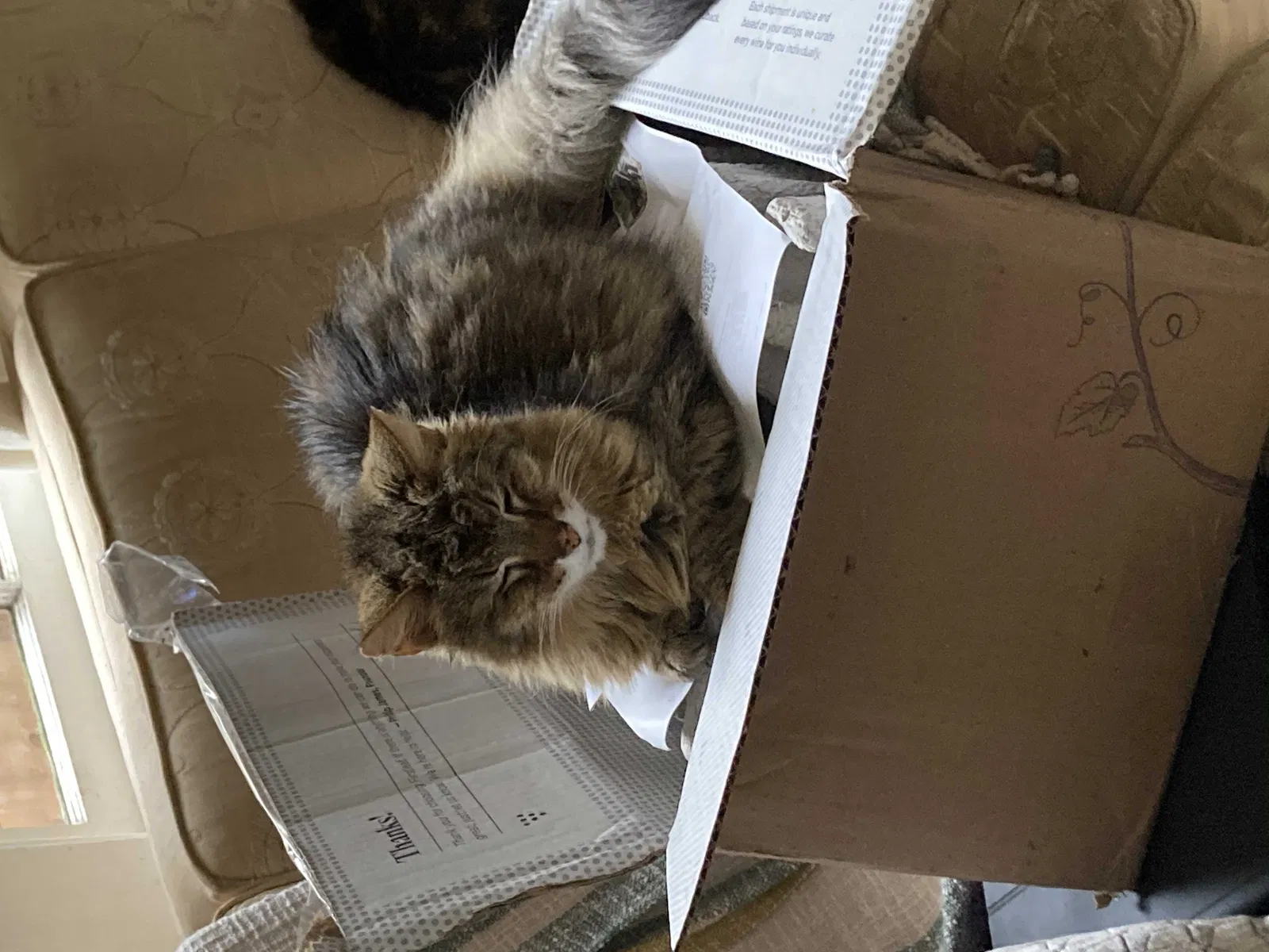 Lost cat in New Orleans, LA, 70130