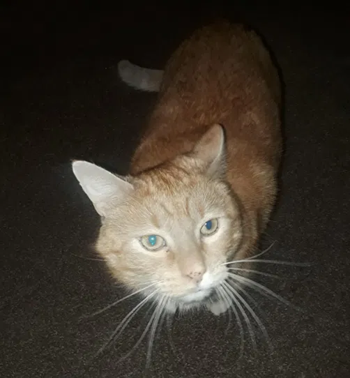 Lost cat in Nampa, ID, 83686