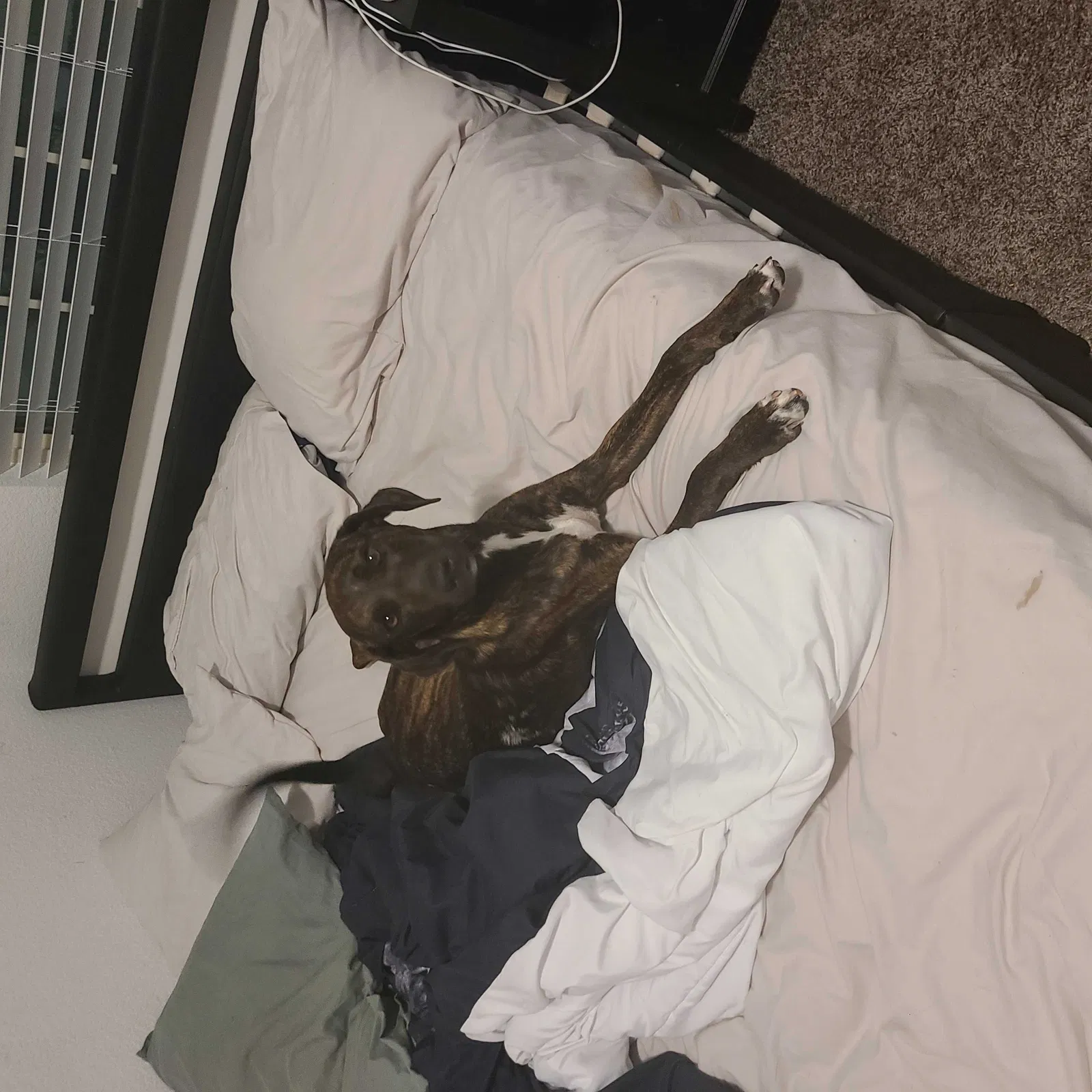 Lost dog in Granbury, TX, 76049