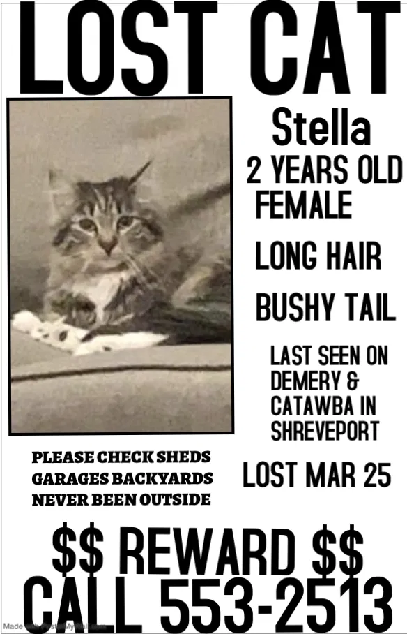 Lost cat in Shreveport, LA, 71115