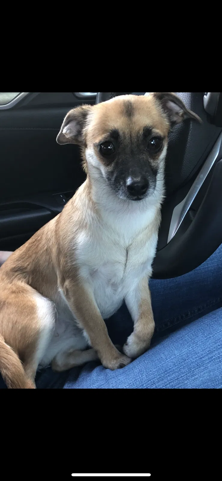 Lost dog in Oakland, CA, 94606
