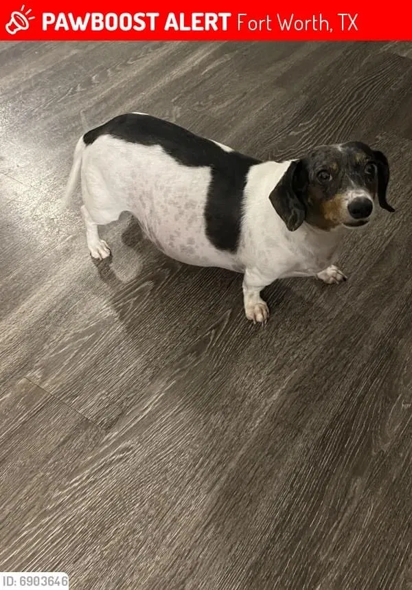 Lost dog in Fort Worth, TX, 76135