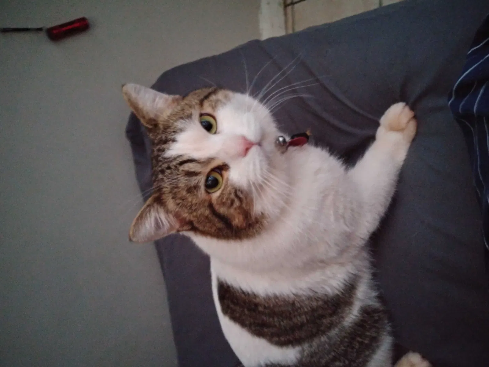 Lost cat in Cleveland, OH, 44113