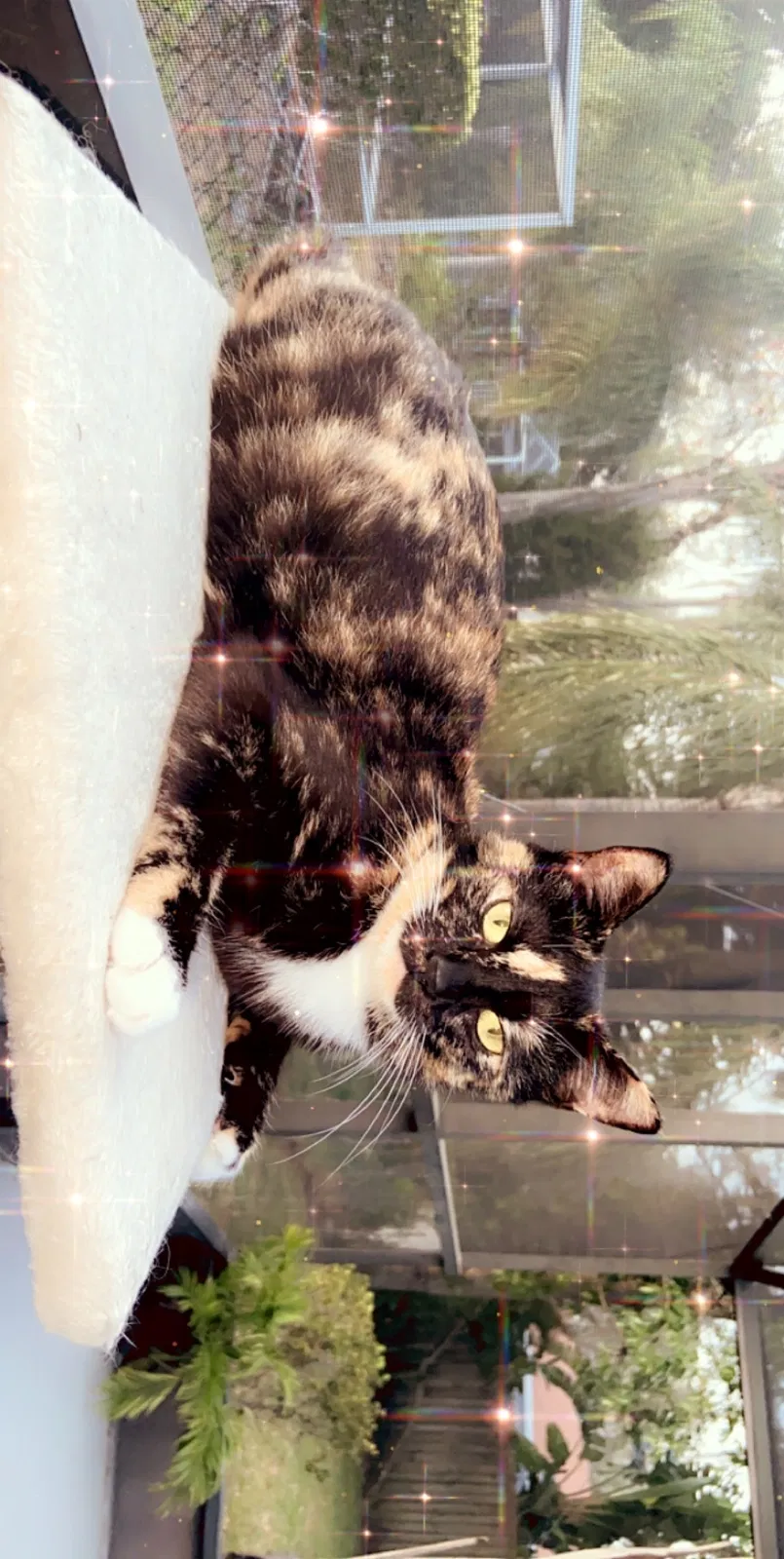 Lost cat in Port Richey, FL, 34668