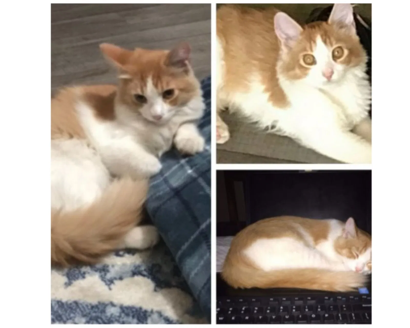 Lost cat in Turlock, CA, 95382