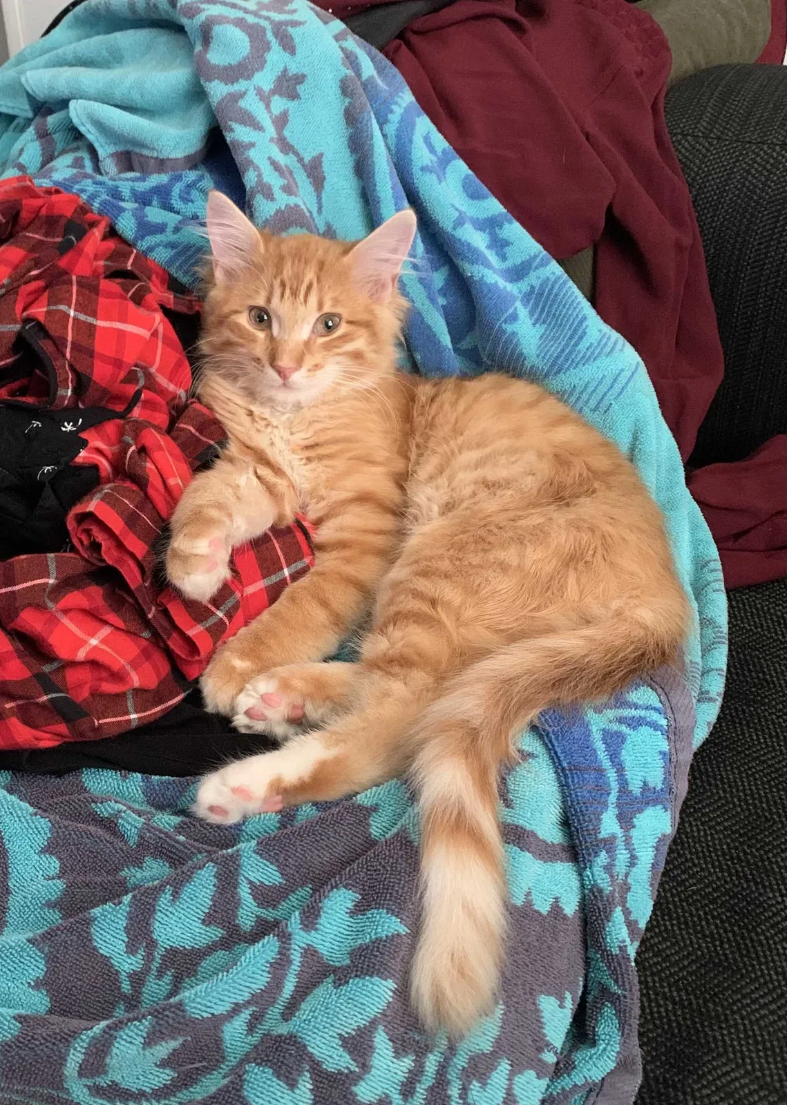 Lost cat in Orlando, FL, 32822