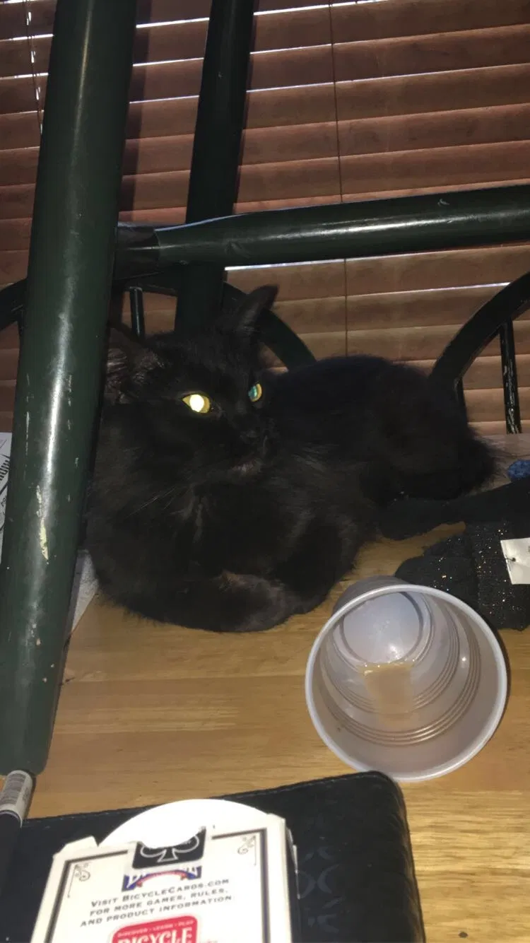 Lost cat in Pigeon Forge, TN, 37863