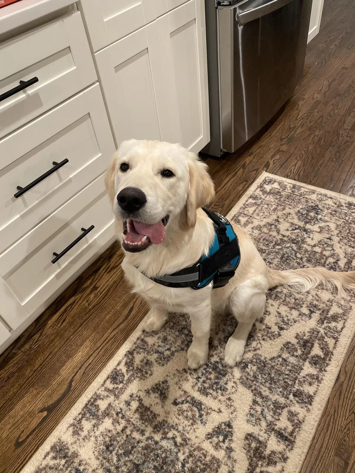 Lost dog in Nashville, TN, 37221