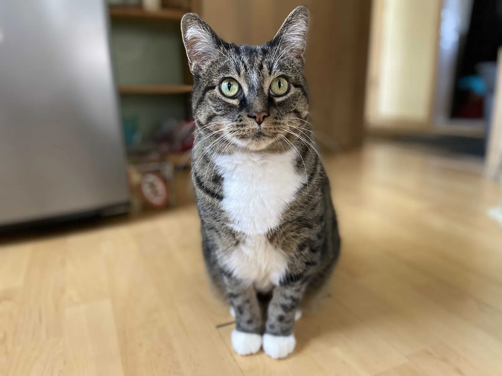 Lost cat in Minneapolis, MN, 55421