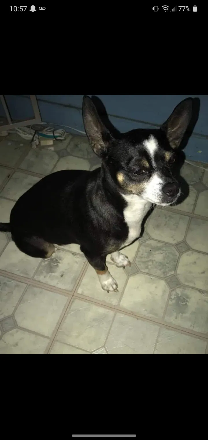 Lost dog in Union City, CA, 94587