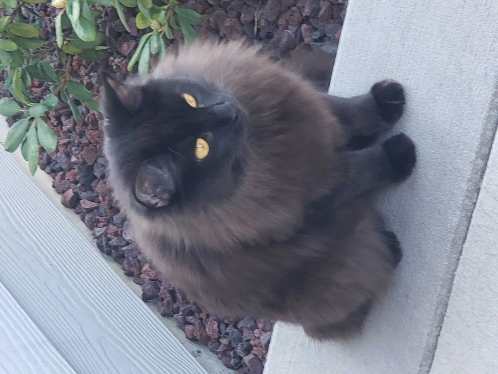 Lost cat in Tacoma, WA, 98446