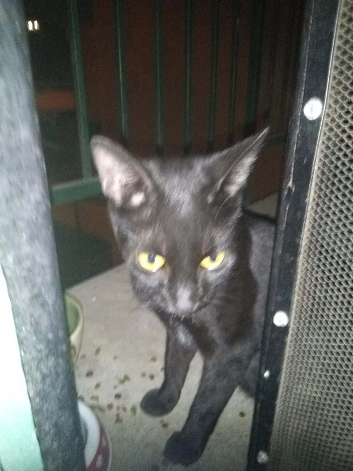 Lost cat in Fresno, CA, 93710