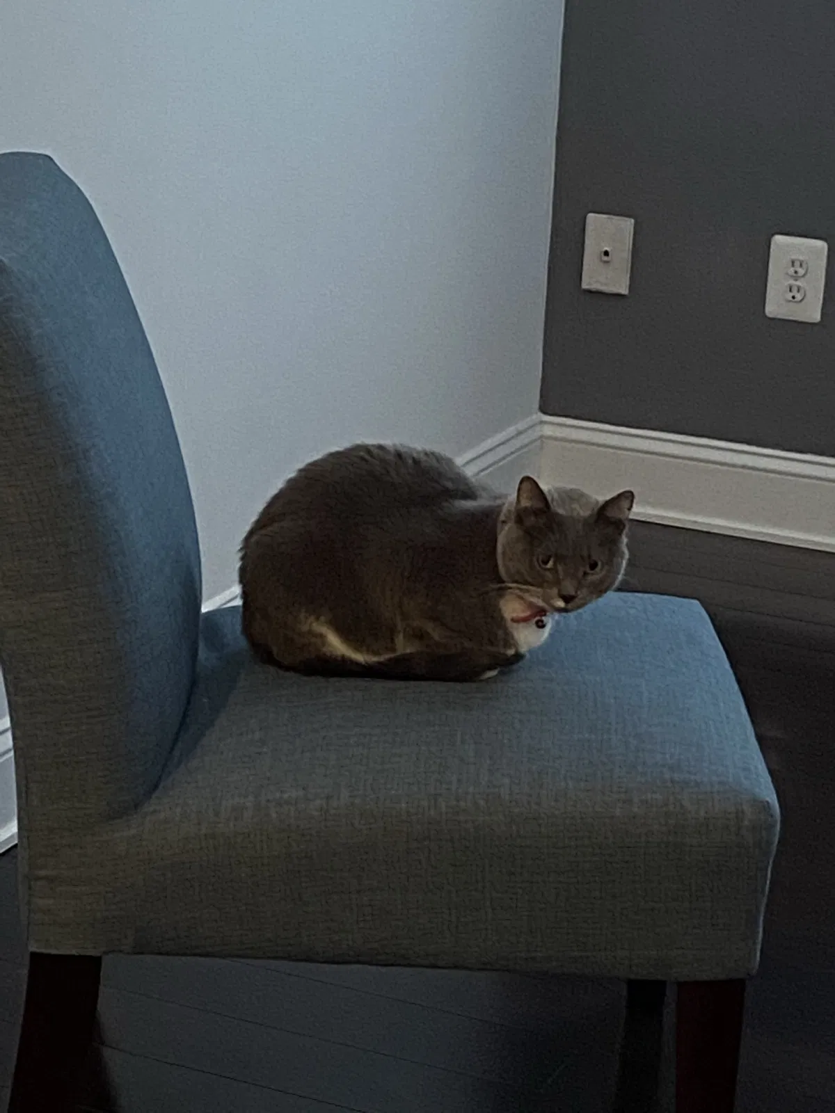 Lost cat in Bowie, MD, 20716