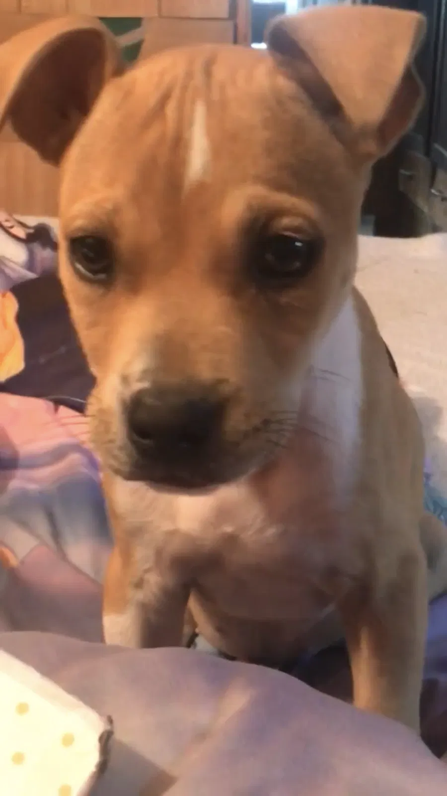 Lost dog in Denham Springs, LA, 70726