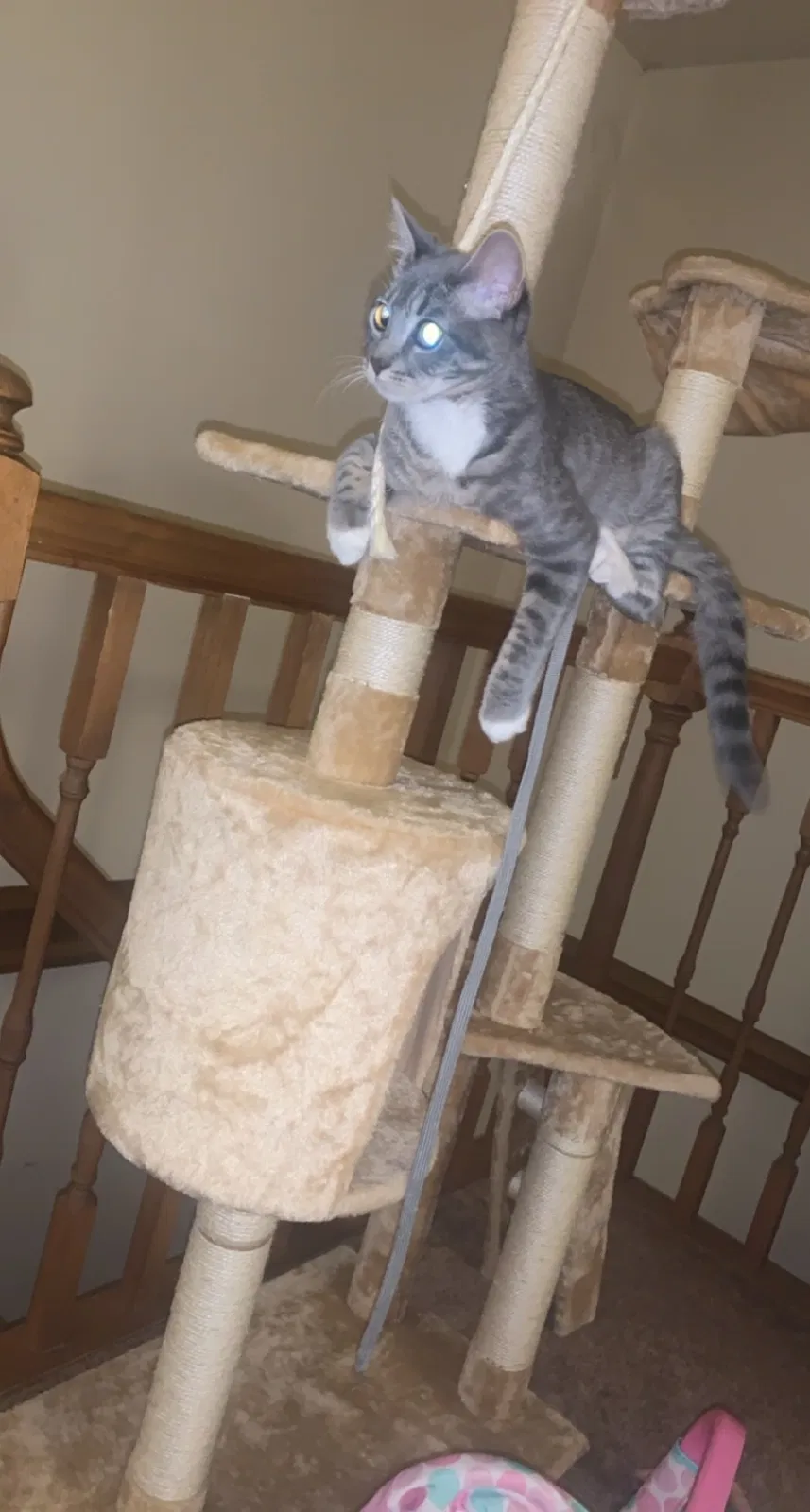 Lost cat in Saint Clair, MO, 63077