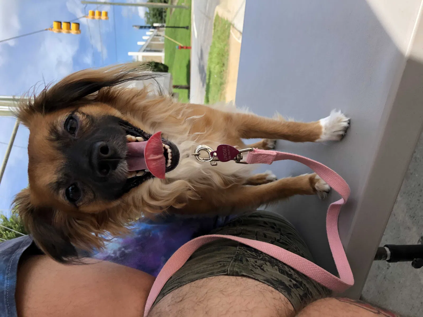 Lost dog in Salisbury, NC, 28146