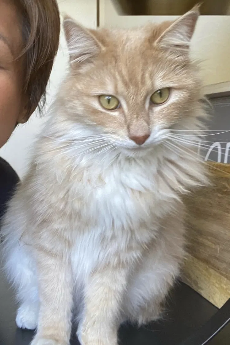Lost cat in La Palma, CA, 90623