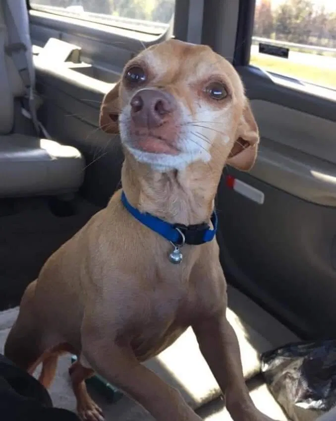 Lost dog in Scottsville, KY, 42164