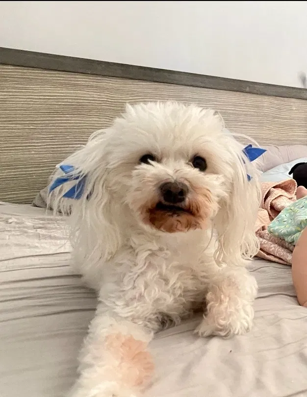 Lost dog in Miami, FL, 33187