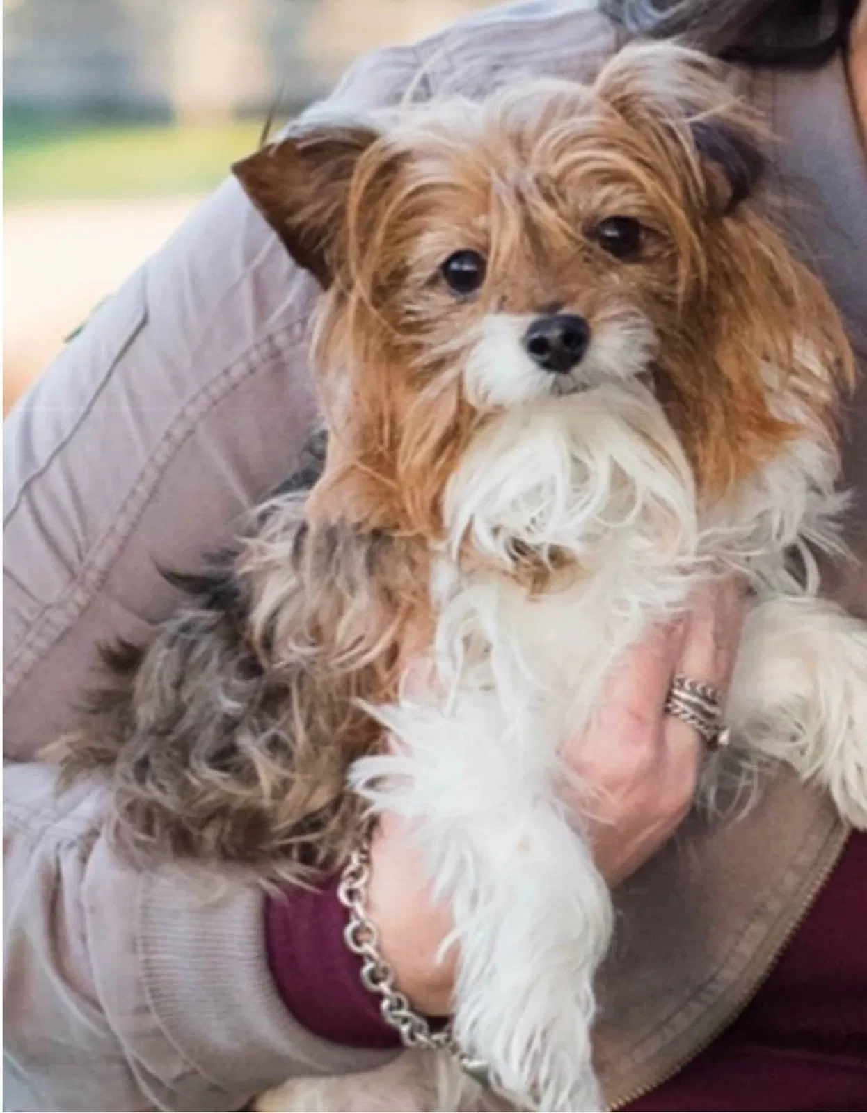 Lost dog in Norman, OK, 73071