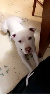 Lost dog in Kansas City, KS, 66102