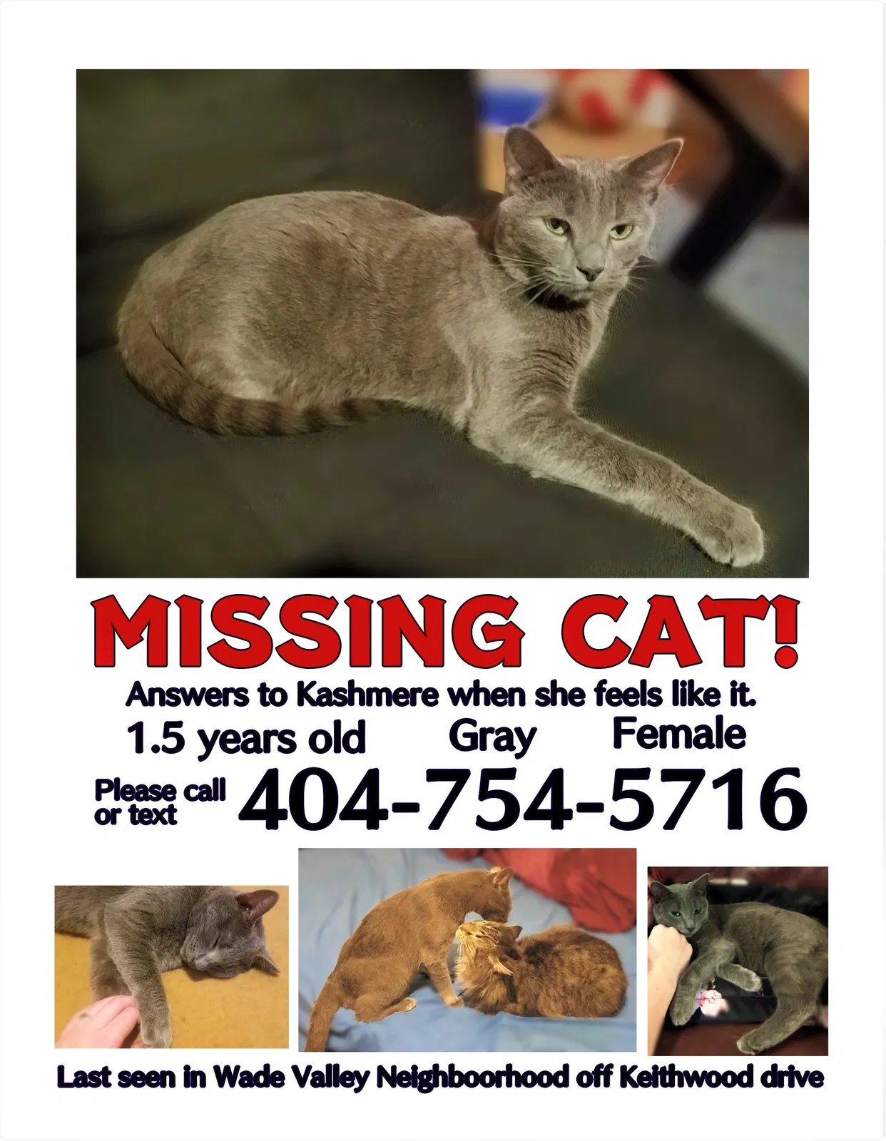 Lost cat in Cumming, GA, 30040