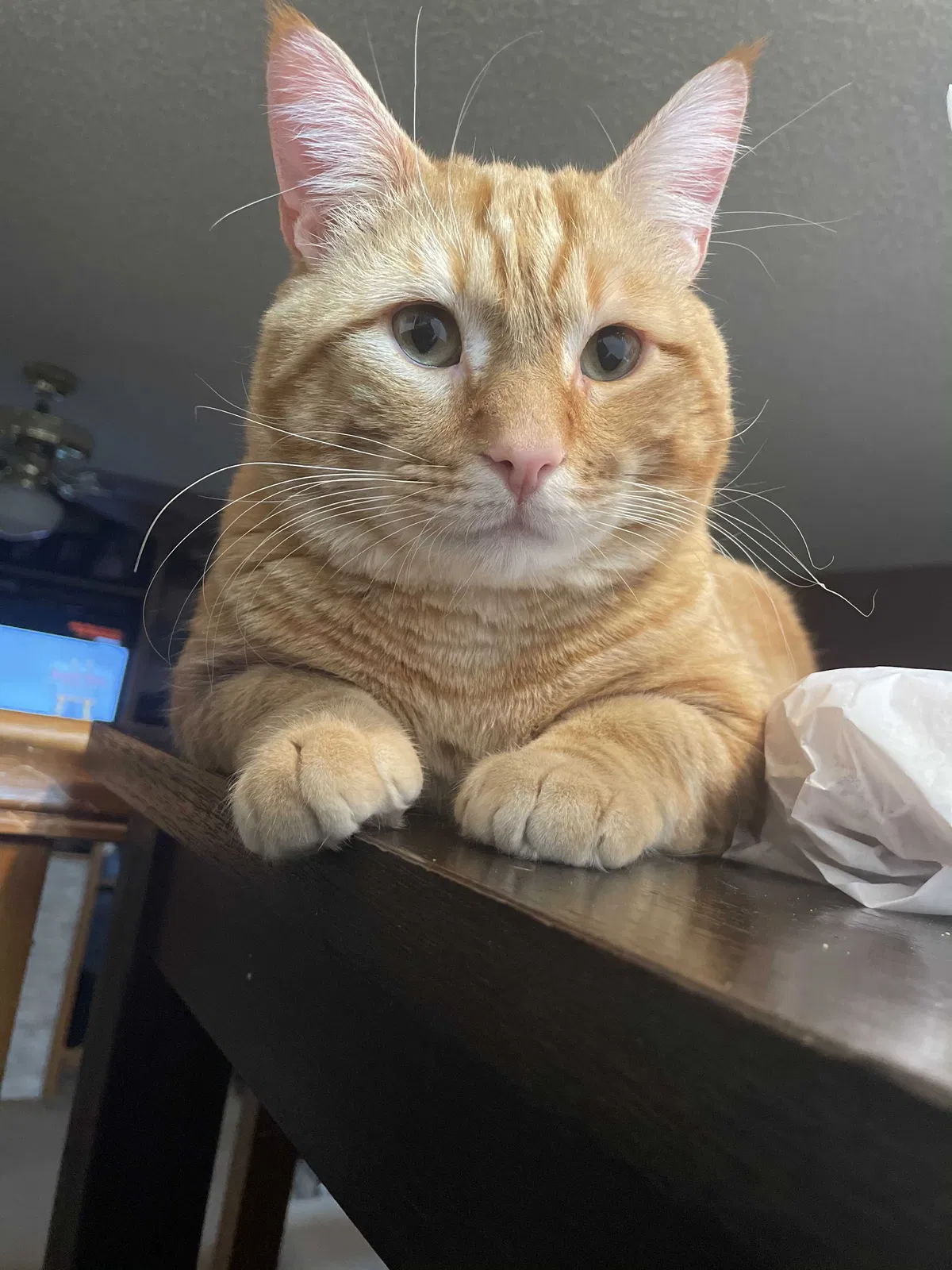 Lost cat in Broomfield, CO, 80021