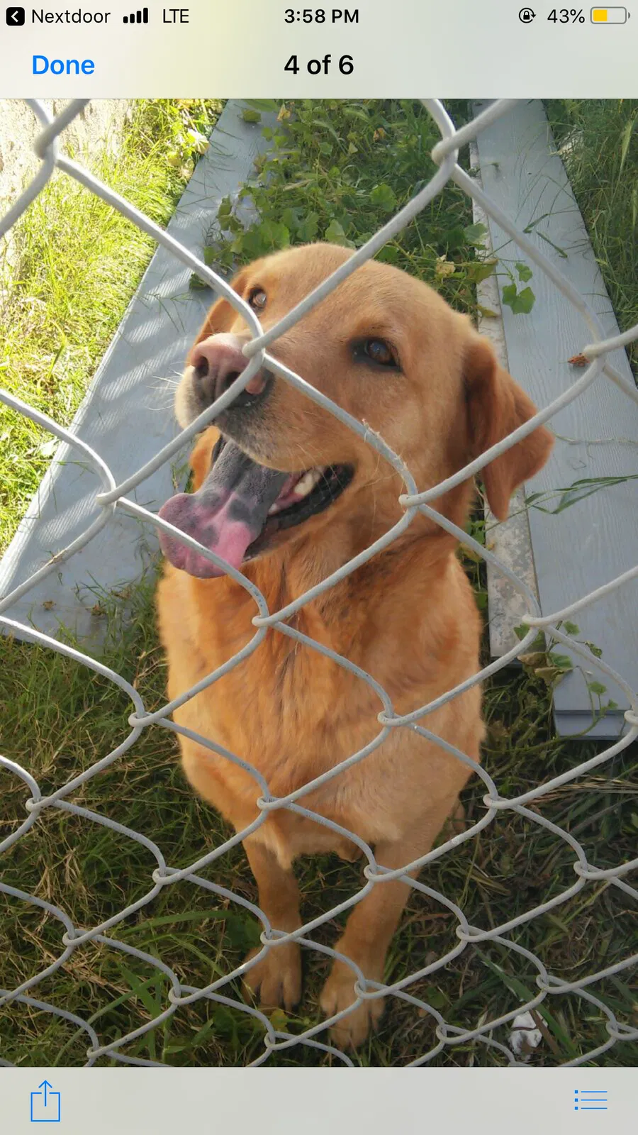 Lost dog in Long Beach, CA, 90805