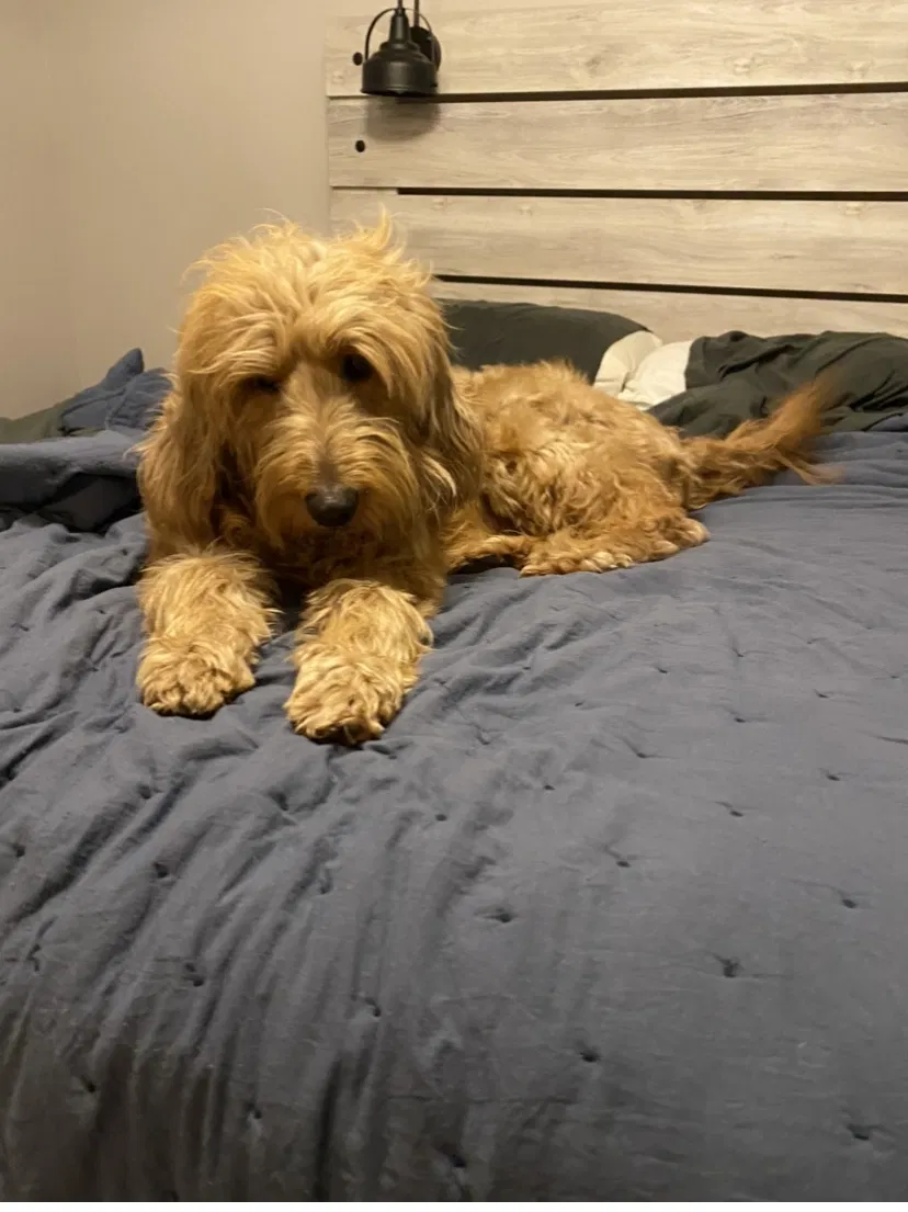 Lost dog in Dayton, OH, 45458