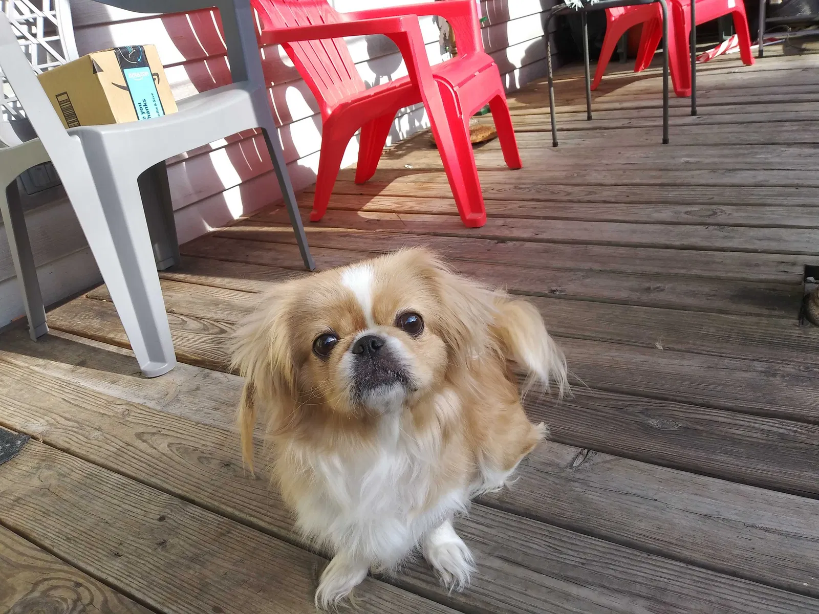 Lost dog in Charleroi, PA, 15022