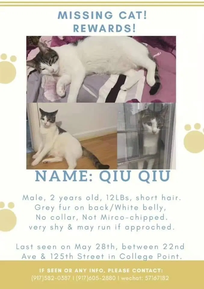Lost cat in College Point, NY, 11356