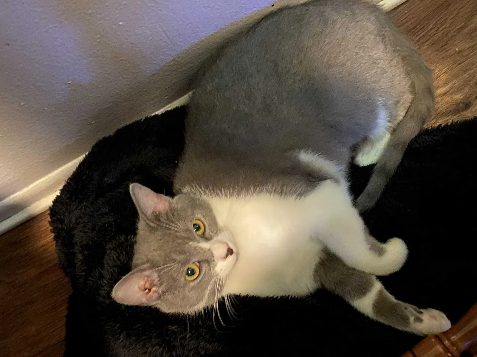 Lost cat in Warren, MI, 48091