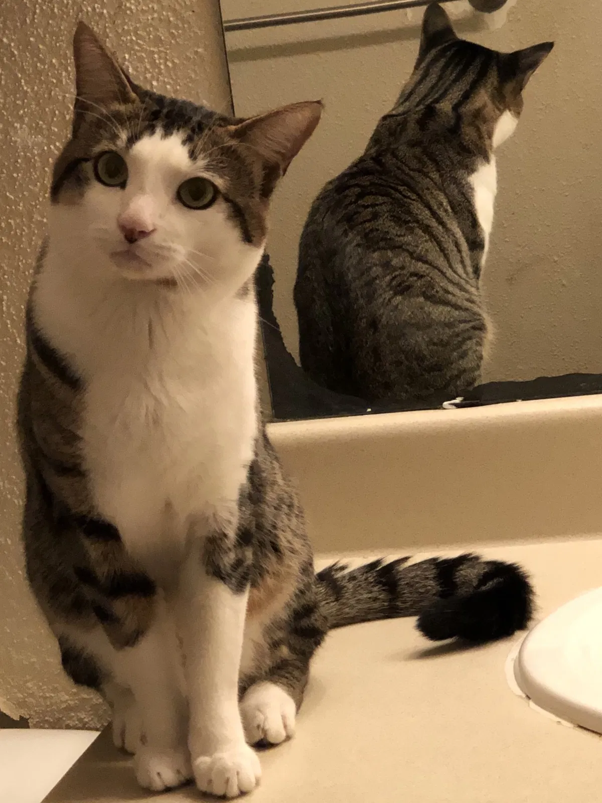 Lost cat in Conroe, TX, 77304