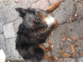 Lost dog in Riverview, FL, 33569