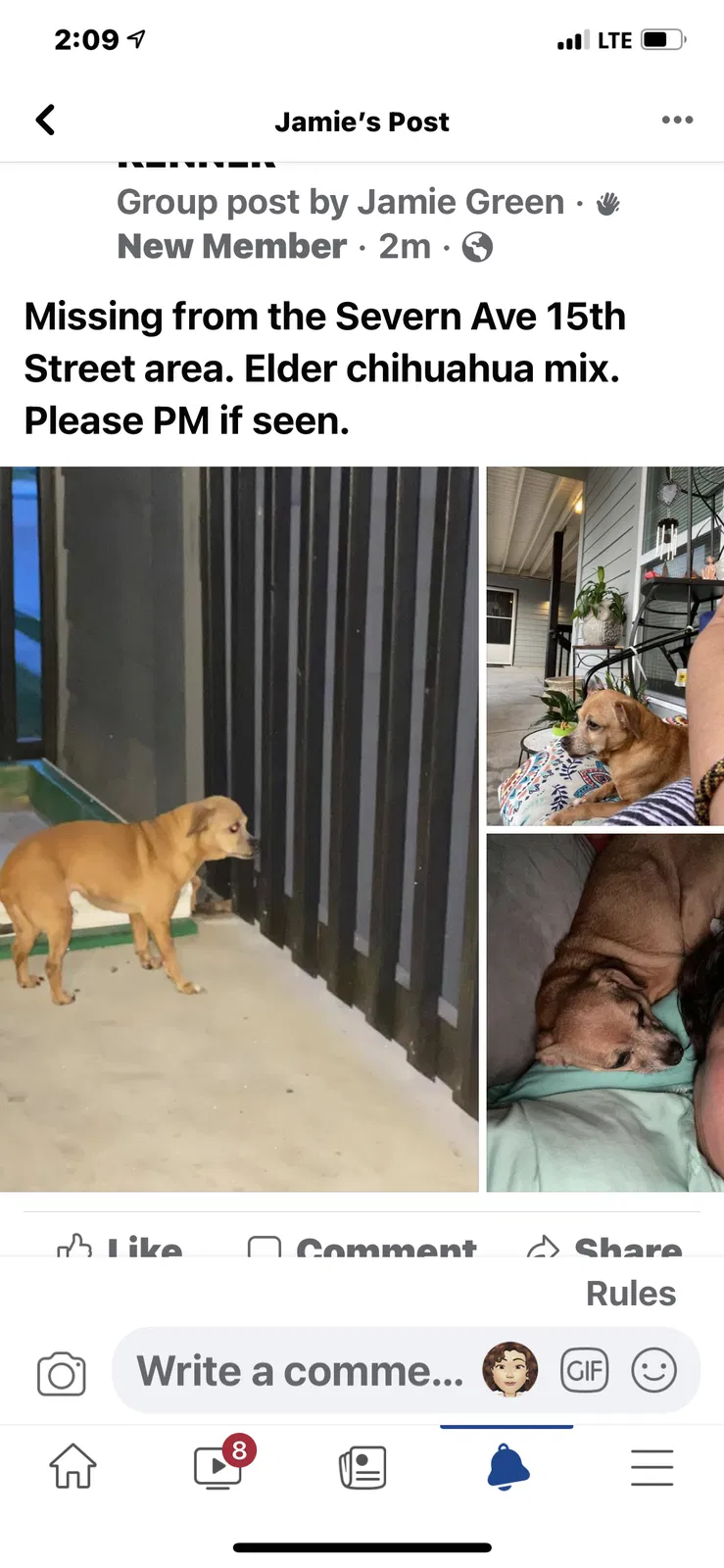 Lost dog in Metairie, LA, 70002