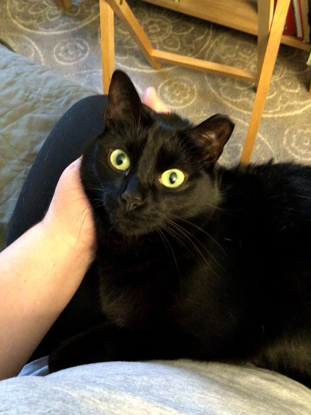 Lost cat in Richmond, VA, 23221