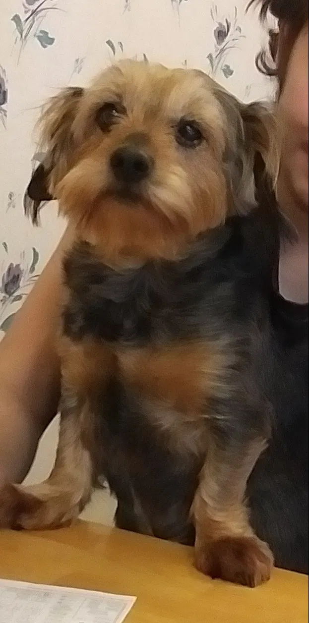 Lost dog in North Augusta, SC, 29860