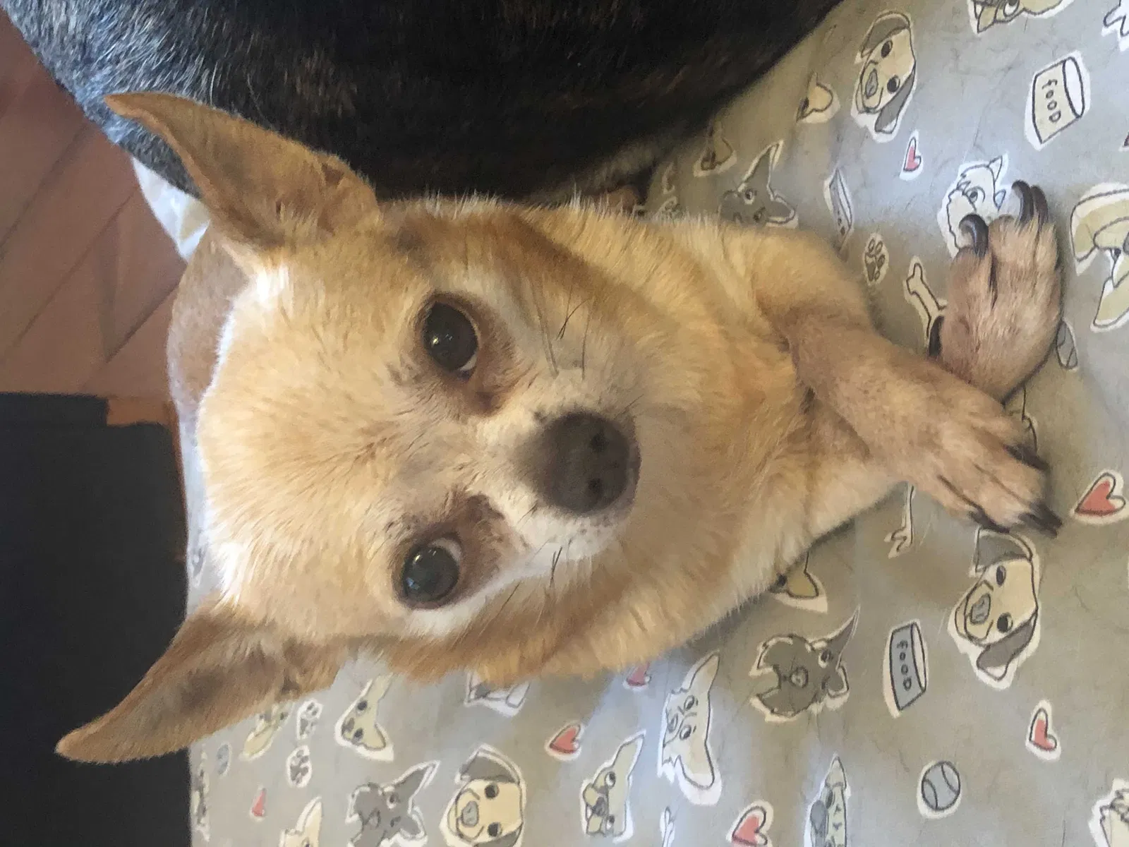 Lost dog in Richmond, VA, 23222