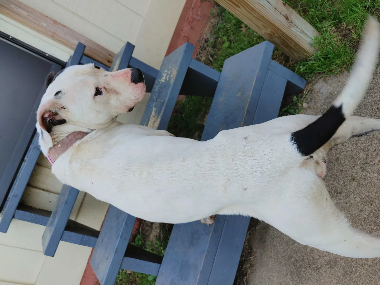 Found dog in Little Rock, AR, 72202