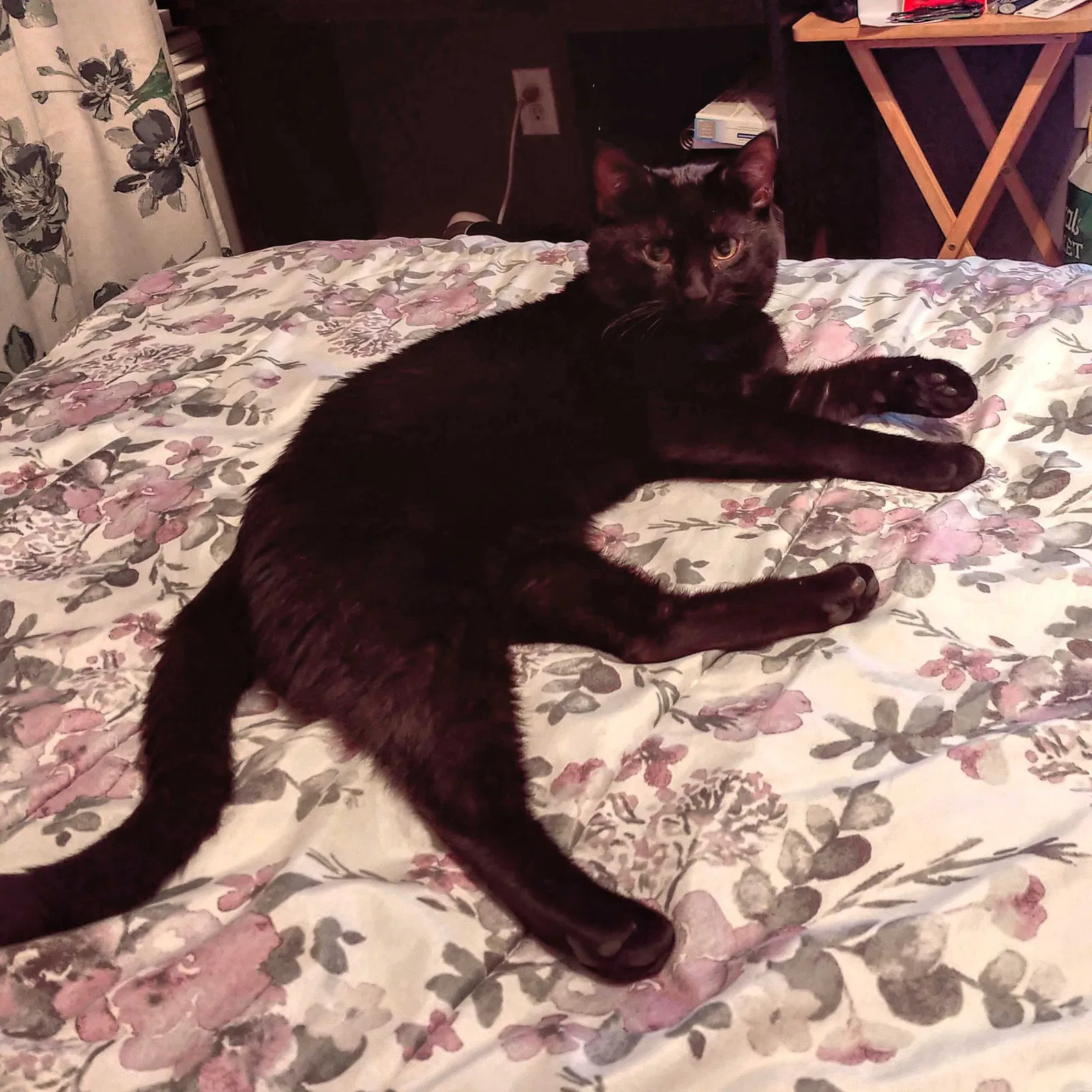 Lost cat in Westminster, MD, 21158